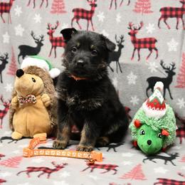 Orange collar - Bi-color male German Shepherd puppy in Ramsey, Illinois from Haus-Farr German Shepherds