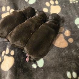 French Bulldog Puppies from Fuzzy Angels