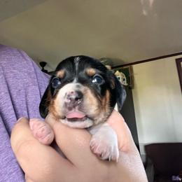 Ticked Boy - Piebald male Dachshund puppy in Moundville, Missouri from Edgewood Acres Miniature Longhair Dachshunds