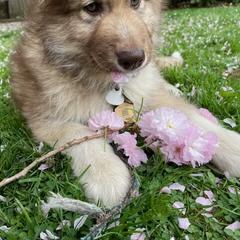 Native American Indian Dog Puppies from Corn Moon Kennels: a member of the Native American Indian Dog Preservation Project