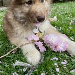 Native American Indian Dog Puppies from Corn Moon Kennels: a member of the Native American Indian Dog Preservation Project