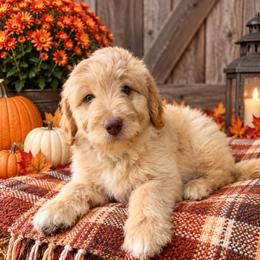 Haaland - Cream female Aussiedoodle puppy in Savannah, Missouri from Rose Creek Mini Aussies and doodles