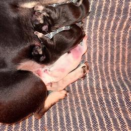 French Bulldog puppies from Findley’s Furbabies
