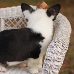 Belladonna (Bella) - Black and tan female Pembroke Welsh Corgi puppy in Benton, Arkansas from High Cotton Corgis