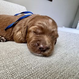 Bean (navy) Male - Red  male Goldendoodle puppy in Apopka, Florida from The Classic Doodle