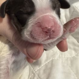 Light blue - White and liver male English Springer Spaniel puppy in Elma, Washington from McCartney Springer’s