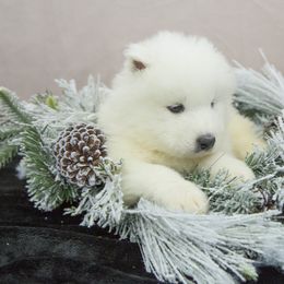 Samoyed Puppies from Desert Snow Samoyeds