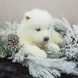 Samoyed Puppies from Desert Snow Samoyeds