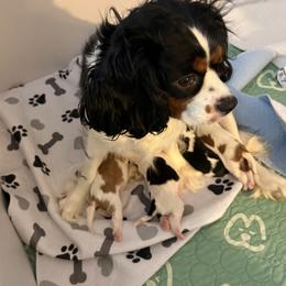 Cavalier King Charles Spaniel Puppies from Countryside Royalty Cavaliers