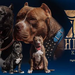American Bullies from Forgiati American Bullies