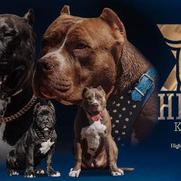 American Bullies from Forgiati American Bullies