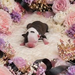 Black and White Girl - Black and white female Boston Terrier puppy in San Antonio, Texas from JT Bostons
