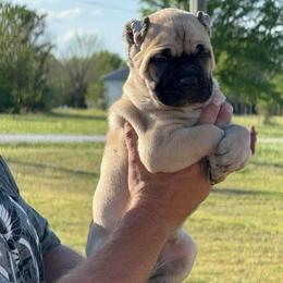 AKC 1 - Fawn female Cane Corso puppy in Porter, Oklahoma from Richline Kennel