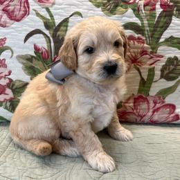 Vela - Cream female Goldendoodle puppy in The Woodlands, Texas from Gracie's Goldendoodles and Bernedoodles