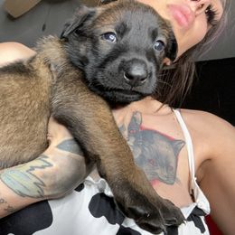 Meg - Belgian Malinois puppy in Arizona from The Malagator House