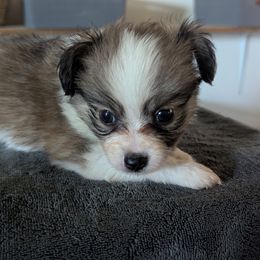 Girl 4 - Red white and sable female Papillon puppy in Joshua, Texas from Summertime Kennels