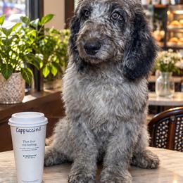 Cappuccino - Merle male Labradoodle puppy in Kingston, Georgia from CC Familydoodles