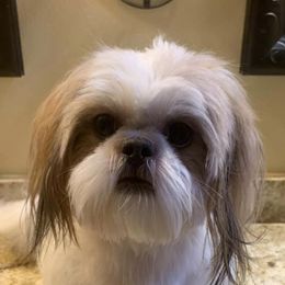 Shih Tzus from Fino’s Pampered Pups