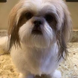 Shih Tzus from Fino’s Pampered Pups