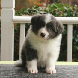 Border Collie Puppies from Top Notch Border Collies