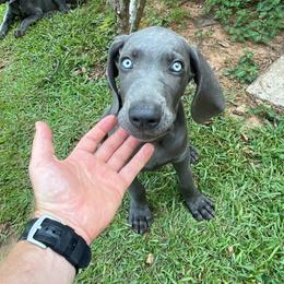 Mr. White - Blue male Weimaraner puppy in Appling, Georgia from Georgia Line Weimaraners