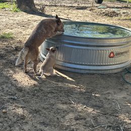 Australian Cattle Dog Puppies from Red Horizon ACD Kennels