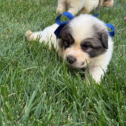 Mr Blue - White and badger male Great Pyrenees puppy in Idaho from Portneuf Range Pyrenees