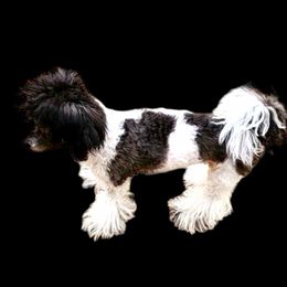 Nova Lee - Poodle