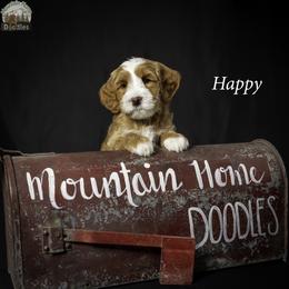 Happy - Apricot male Australian Labradoodle puppy in Cashmere, Washington from Mountain Home Doodles