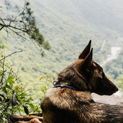 Belgian Malinois, Dutch Shepherds, and German Shepherds from Stay Wild K9