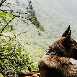 Belgian Malinois, Dutch Shepherds, and German Shepherds from Stay Wild K9