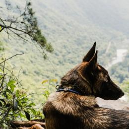 Belgian Malinois, Dutch Shepherds, and German Shepherds from Stay Wild K9