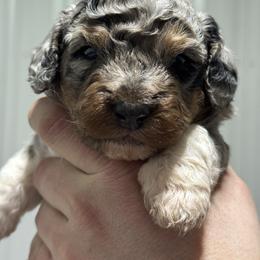 Tri Merle - Merle male Bernedoodle puppy in Petersburg, Michigan from Brittany’s Mini Bernedoodles