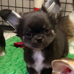 Jack - Black and tan male Chihuahua puppy in Kansas City, Missouri from Bravo Chihuahuas