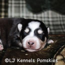 Lionel - Black and white male Pomsky puppy in Centerville, Iowa from LJ Kennels Pomskies, LLC