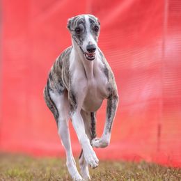Gabby - Whippet