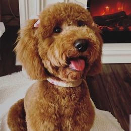 Goldendoodles from Santa Clarita Doodles