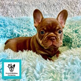 French Bulldog Puppies from The French Bulldog Company LLC
