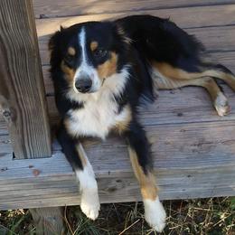 Asher - Miniature Australian Shepherd