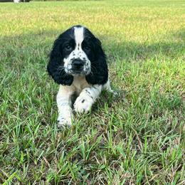 Boston - Black and white male English Springer Spaniel puppy in Wilmer, Alabama from South Delta Springers