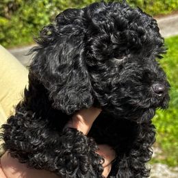 Darcy - Black female Poodle puppy in Rocky Top, Tennessee from WayMakers Papillons, Poodles & Papipoms