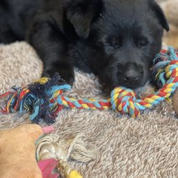 German Shepherd Puppies from Von Lambor German Shepherds