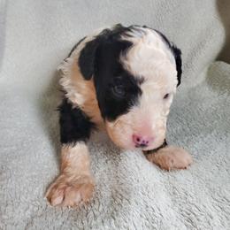 Gus - Black and white male Sheepadoodle puppy in Bellevue, Iowa from Fluffy Wonders Poms and Doodles