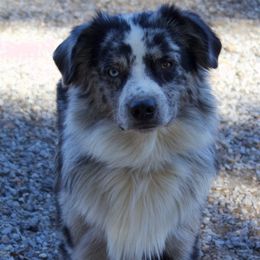 Easy - Australian Shepherd