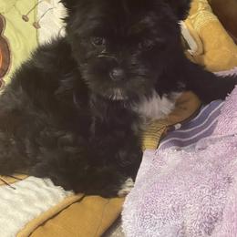 Yorkshire Terrier Puppies from Southern Sweetheart Kennels