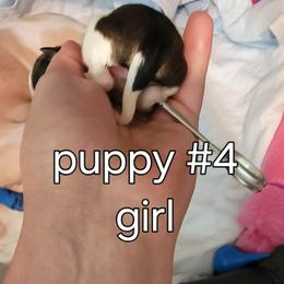 Bella - White black and tan female Papillon puppy in Conetoe, North Carolina from Southern Belle's Biewer Terriers & Papillons