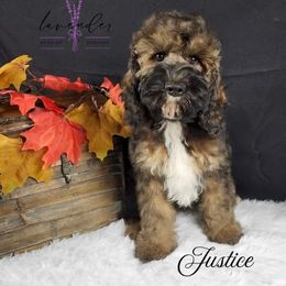 Justice - Sable male Cockapoo puppy in Mancelona, Michigan from Lavender poodles & doodles