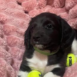 Berry - Piebald male Dachshund puppy in Mountain Home, Idaho from Desert Wind Dachshunds