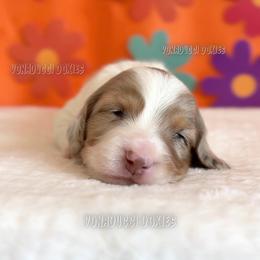 Scrappy-Doo - Dapple male Dachshund puppy in Chandler, Arizona from Vonaducci Doxies, LLC.