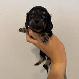 Orange Boy - Black and cream male Dachshund puppy in Horizon City, Texas from Willipaws